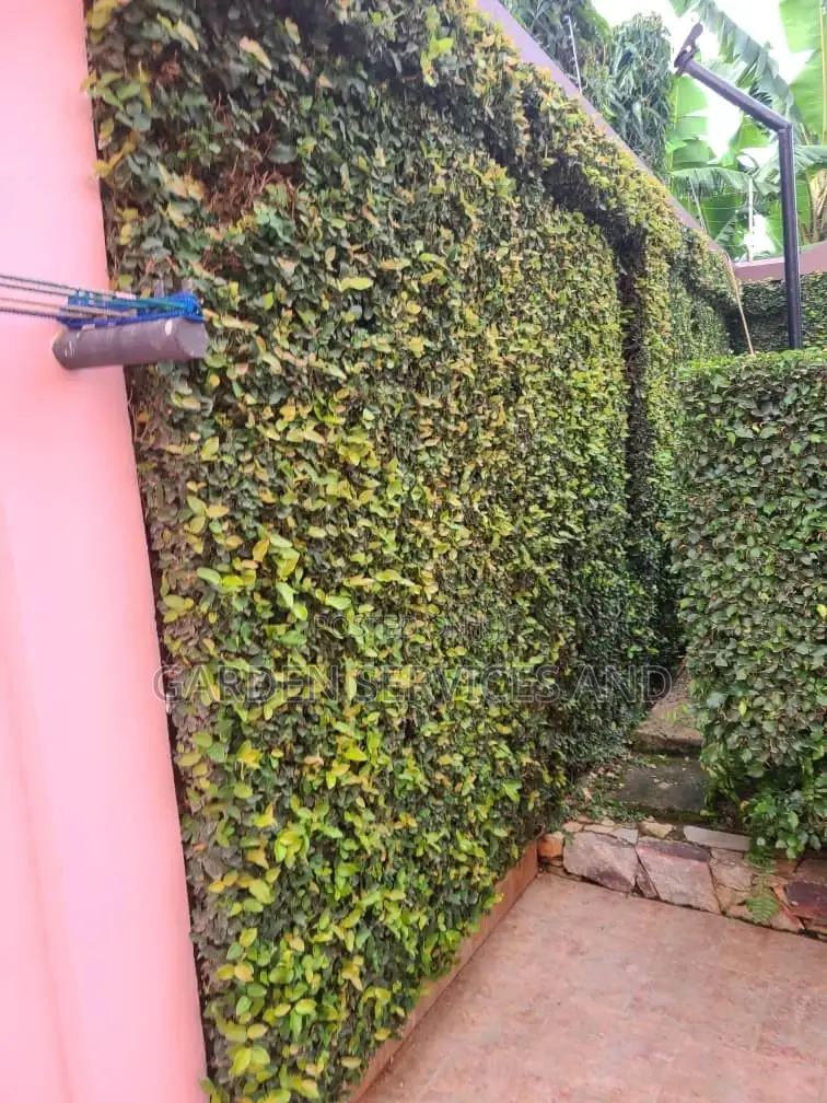 Wall Ficus For Sale