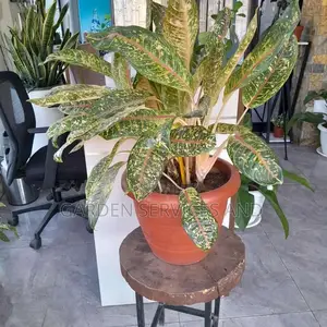 Aglaonema With Pot for Sale