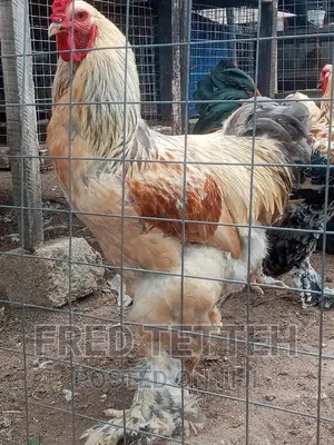 Day Olds Brahma Chicks