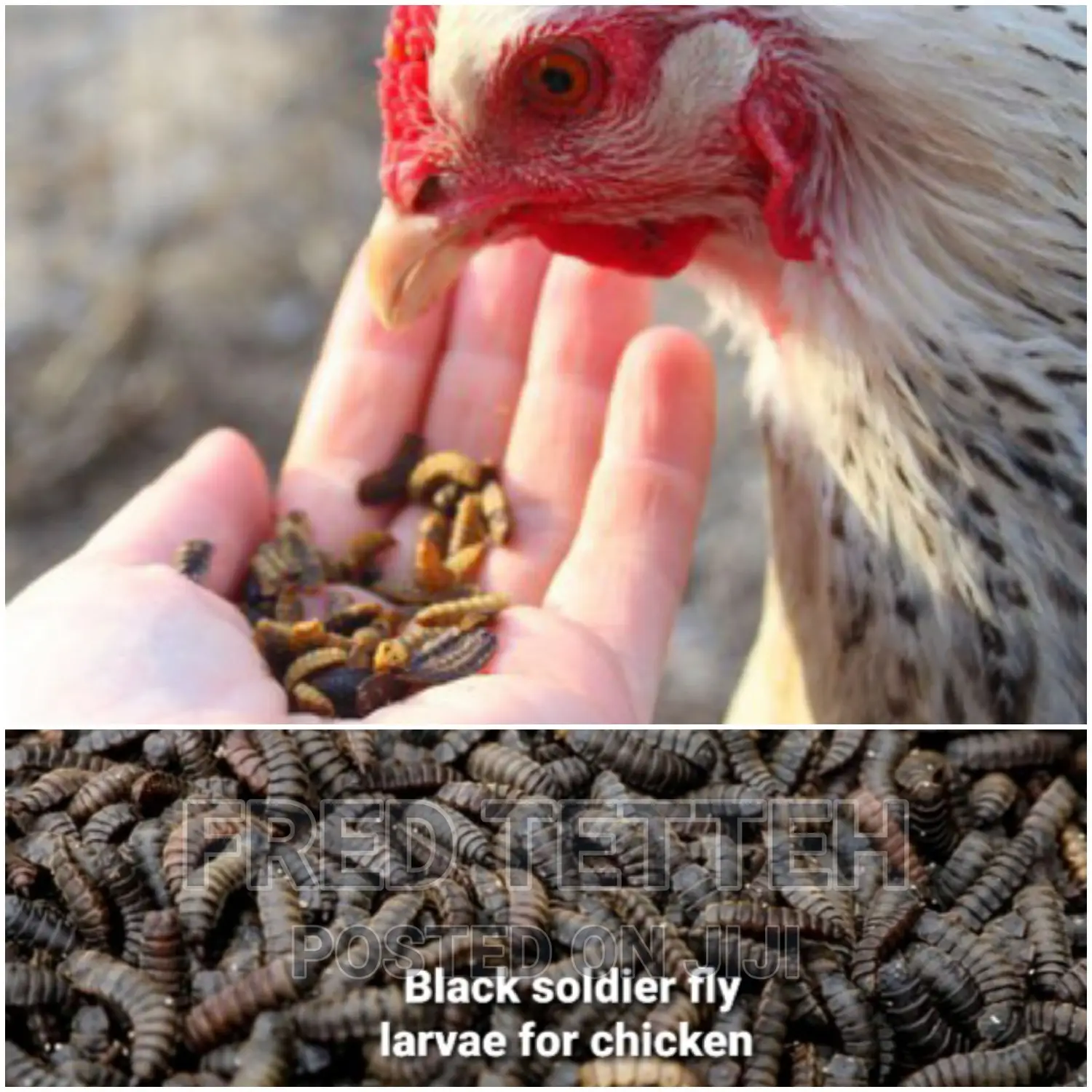 Day Olds Brahma Chicks