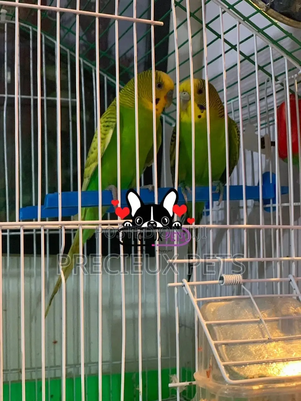 Pair of Budgies