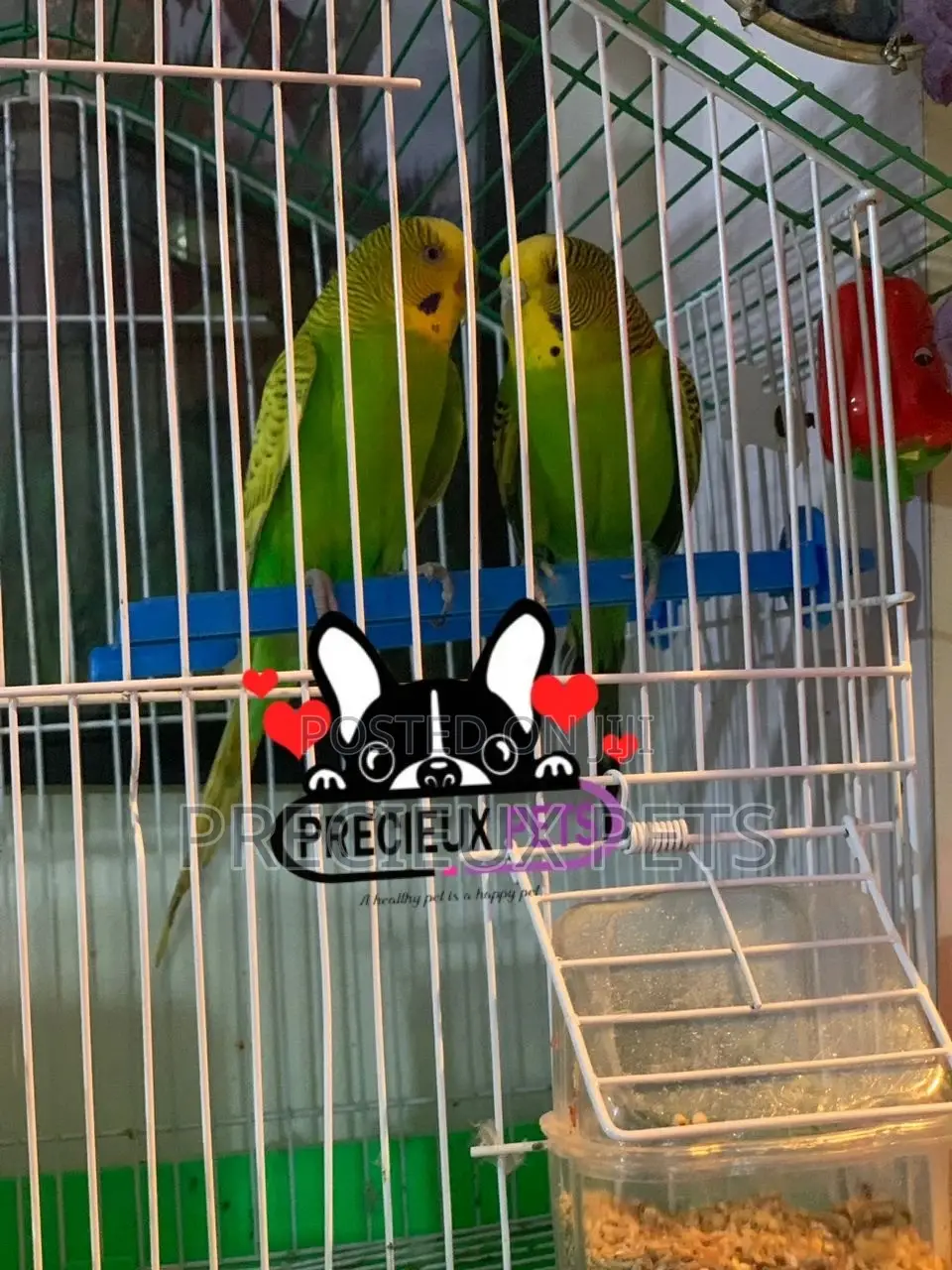Pair of Budgies