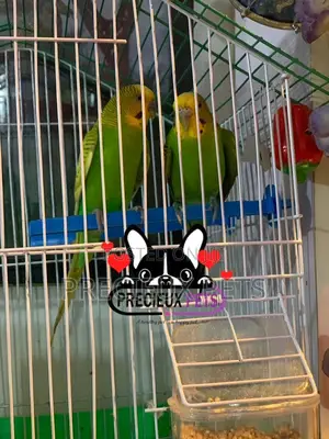 Pair of Budgies