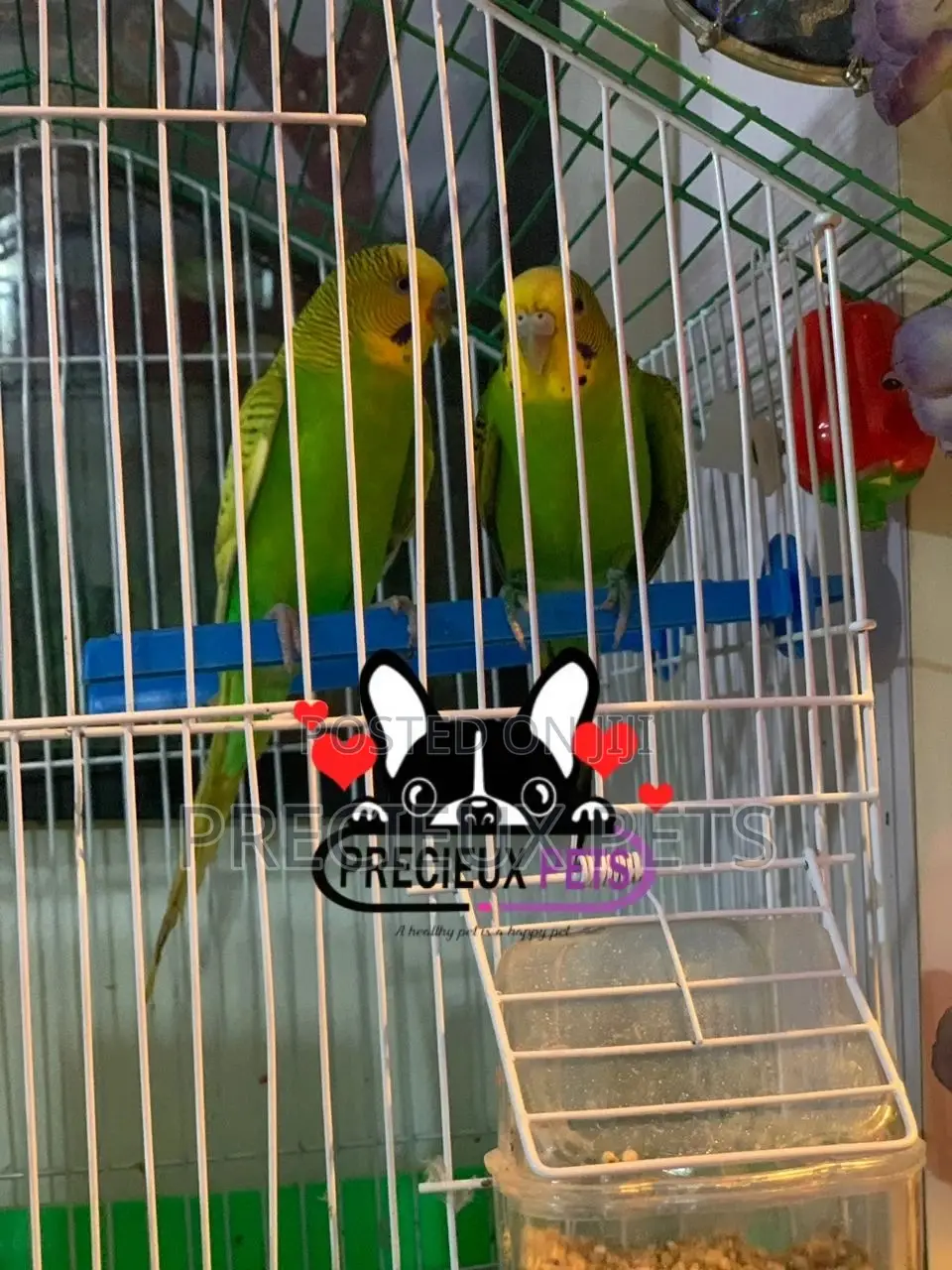 Pair of Budgies