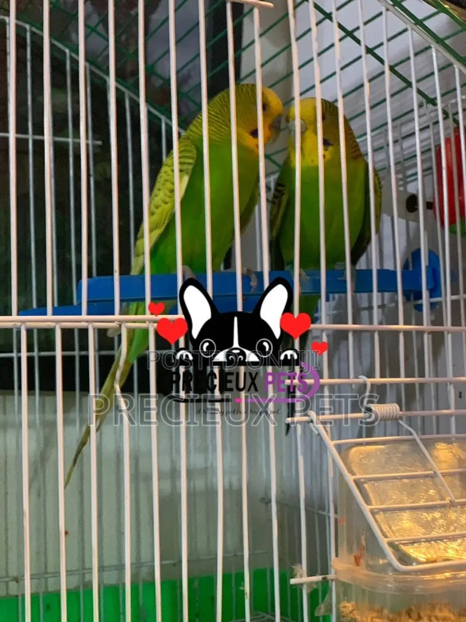 Pair of Budgies