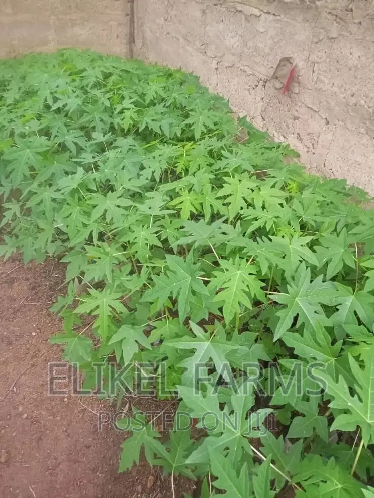Solo Pawpaw Seedlings