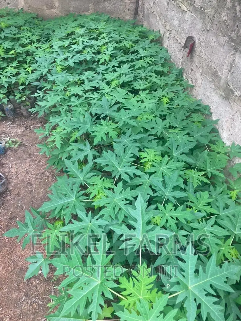 Solo Pawpaw Seedlings