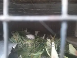 Cute Guinea Pigs Available