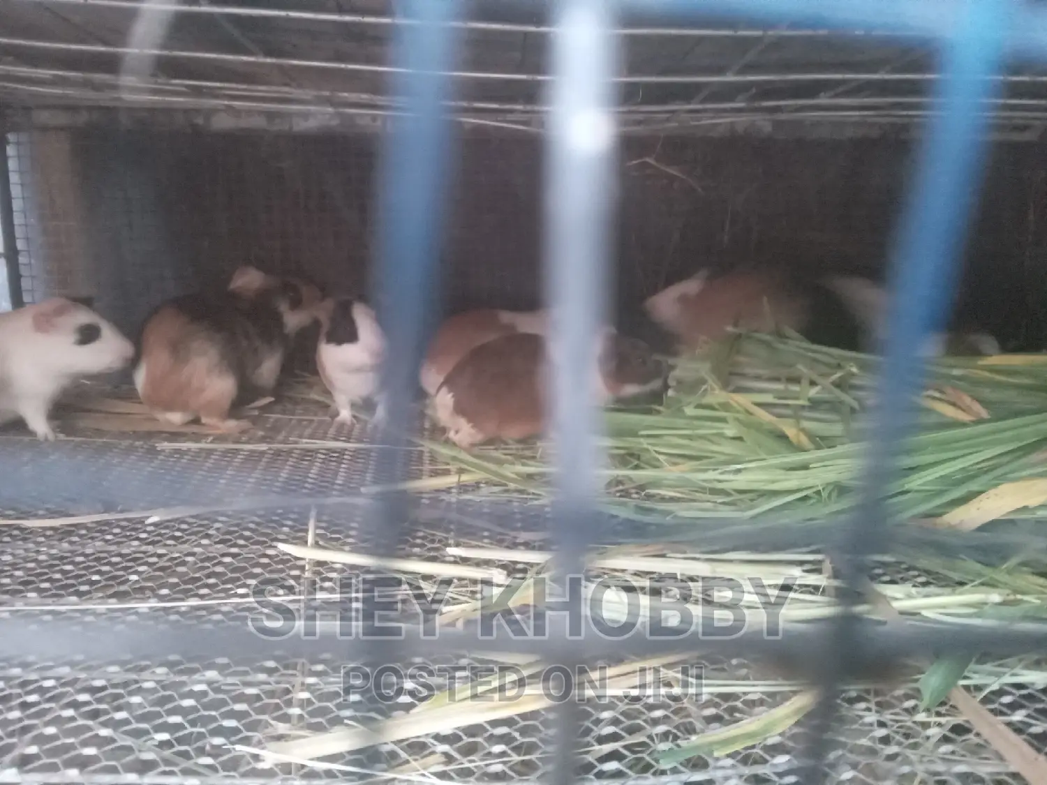 Cute Guinea Pigs Available