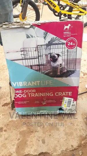 6-12 Months Male Mixed Breed Dog