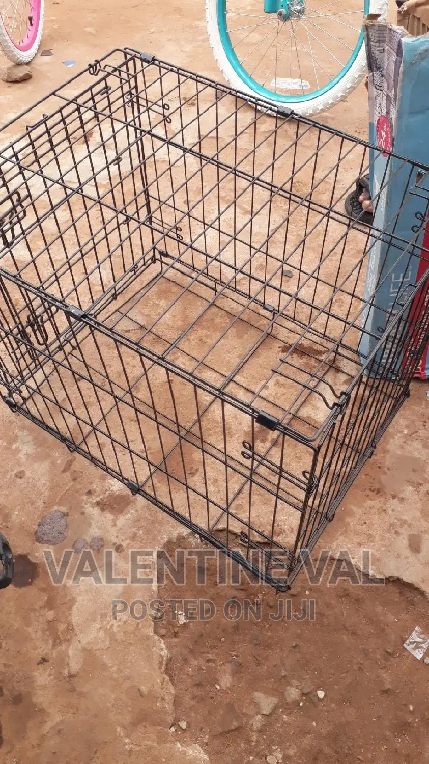 6-12 Months Male Mixed Breed Dog
