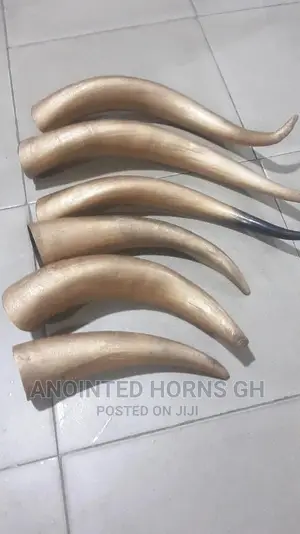 Polished Horn