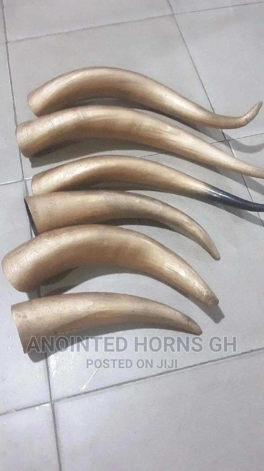 Polished Horn