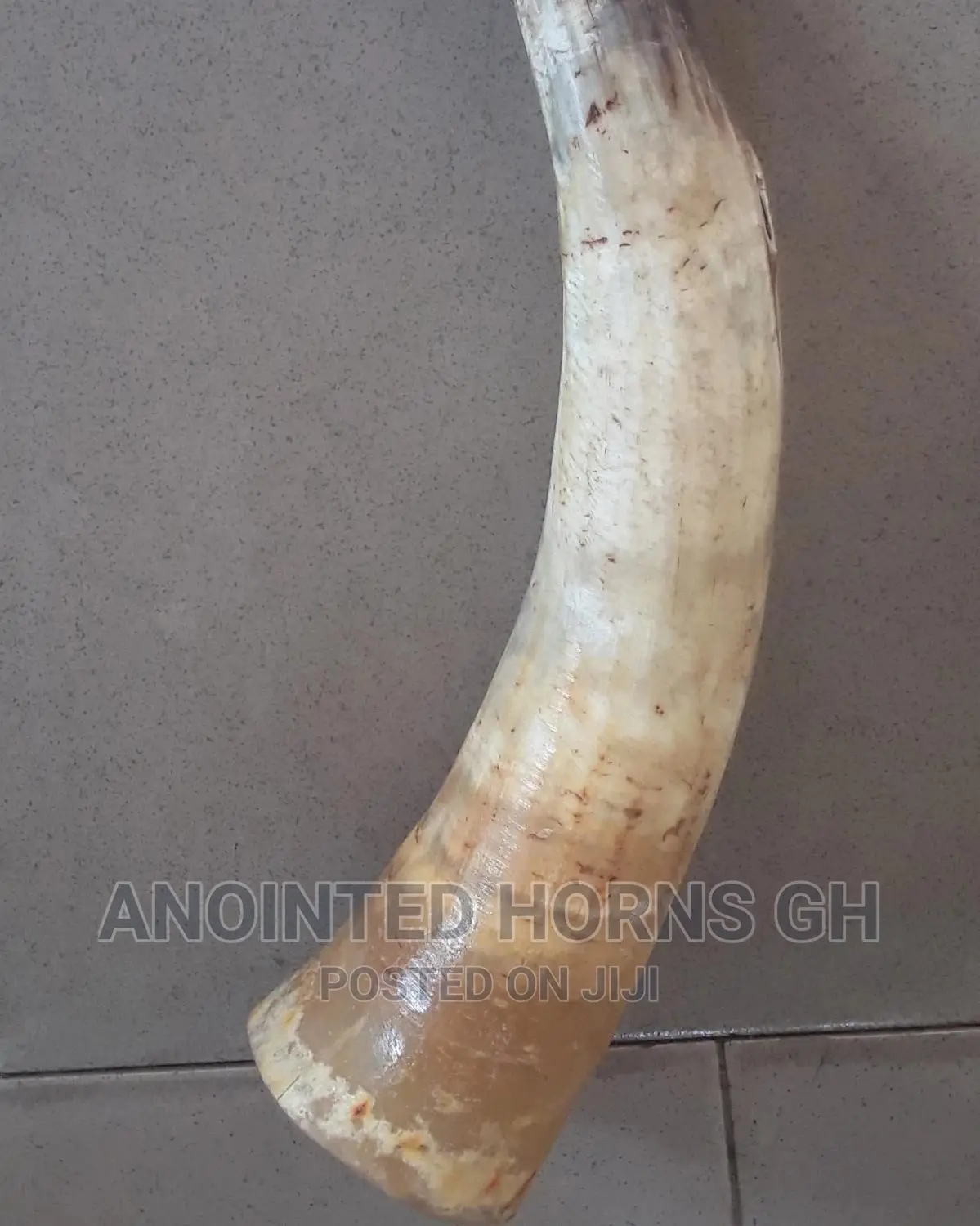 Powerful Horn