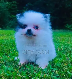 1-3 months Female Purebred Pomeranian