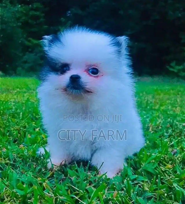 1-3 months Female Purebred Pomeranian