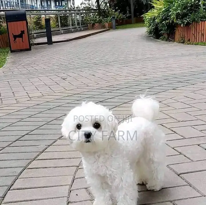 1-3 months Male Purebred Poodle
