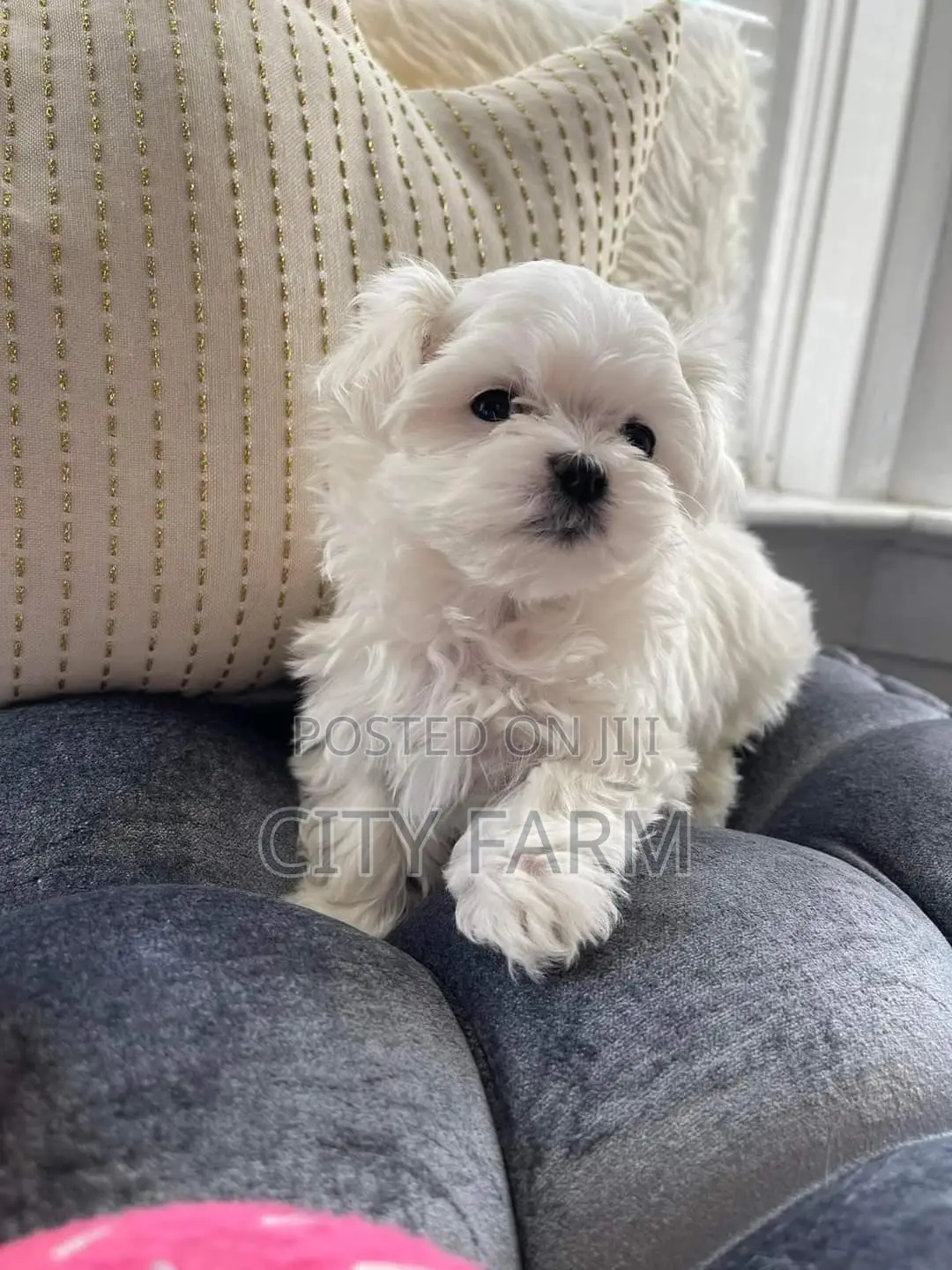 1-3 months Male Purebred Poodle