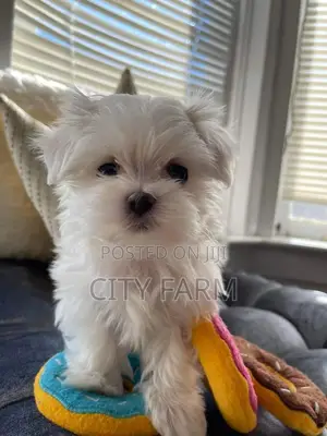 1-3 months Male Purebred Lhasa Apso