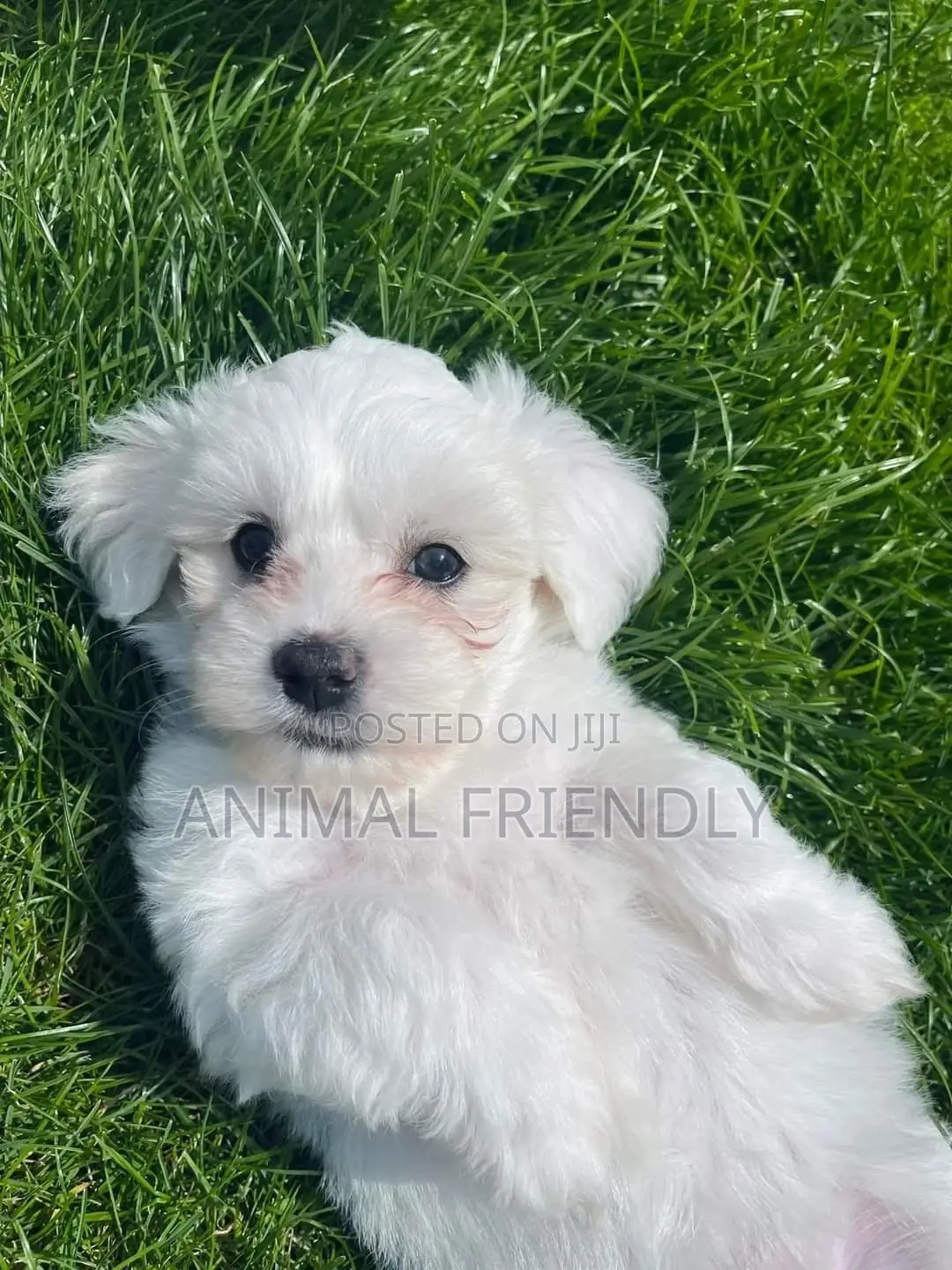 1-3 months Male Purebred Maltipoo