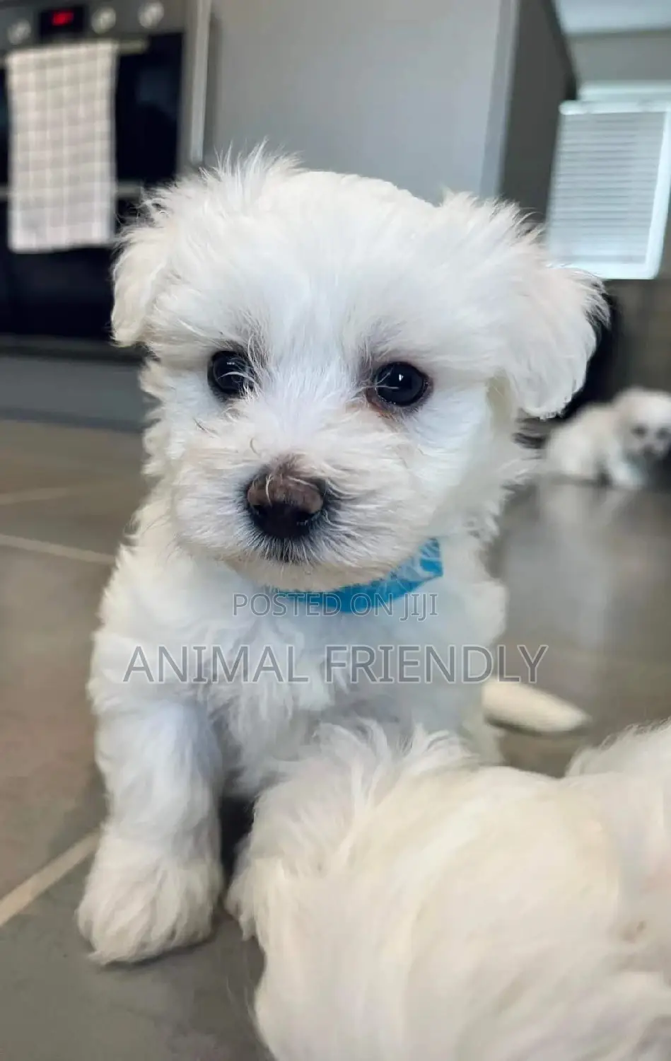 1-3 months Male Purebred Poodle