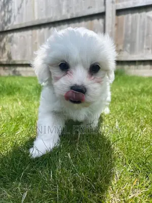 1-3 months Male Purebred Poodle
