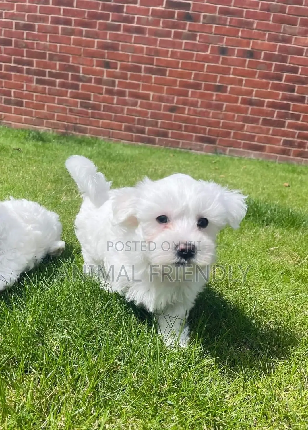 1-3 months Female Purebred Maltese
