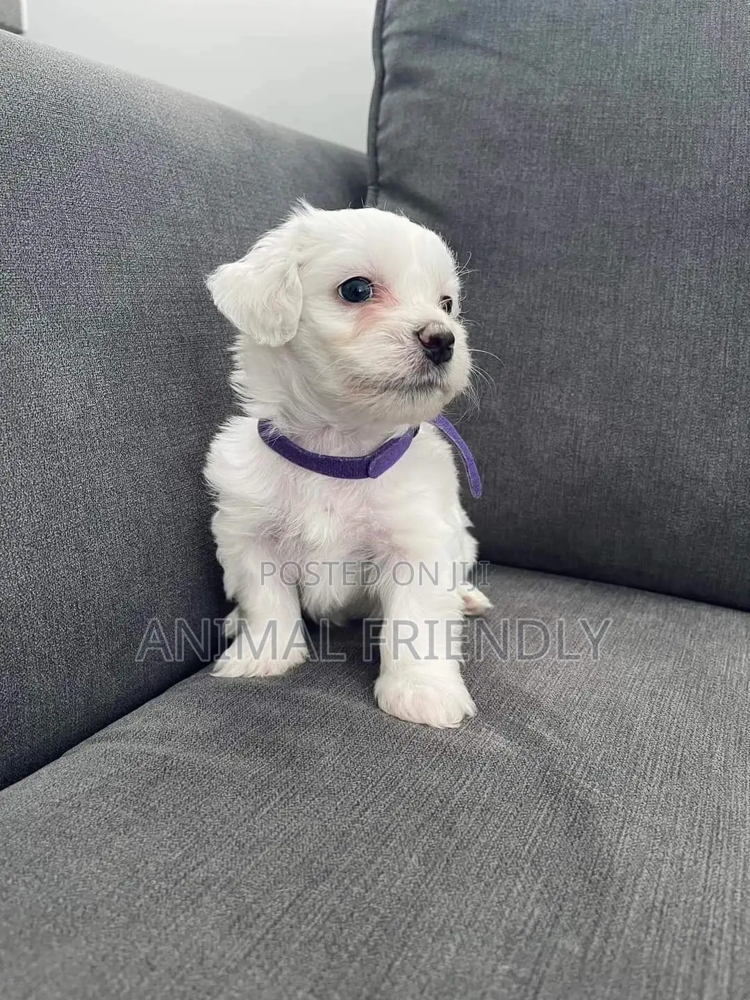 1-3 months Male Purebred Lhasa Apso