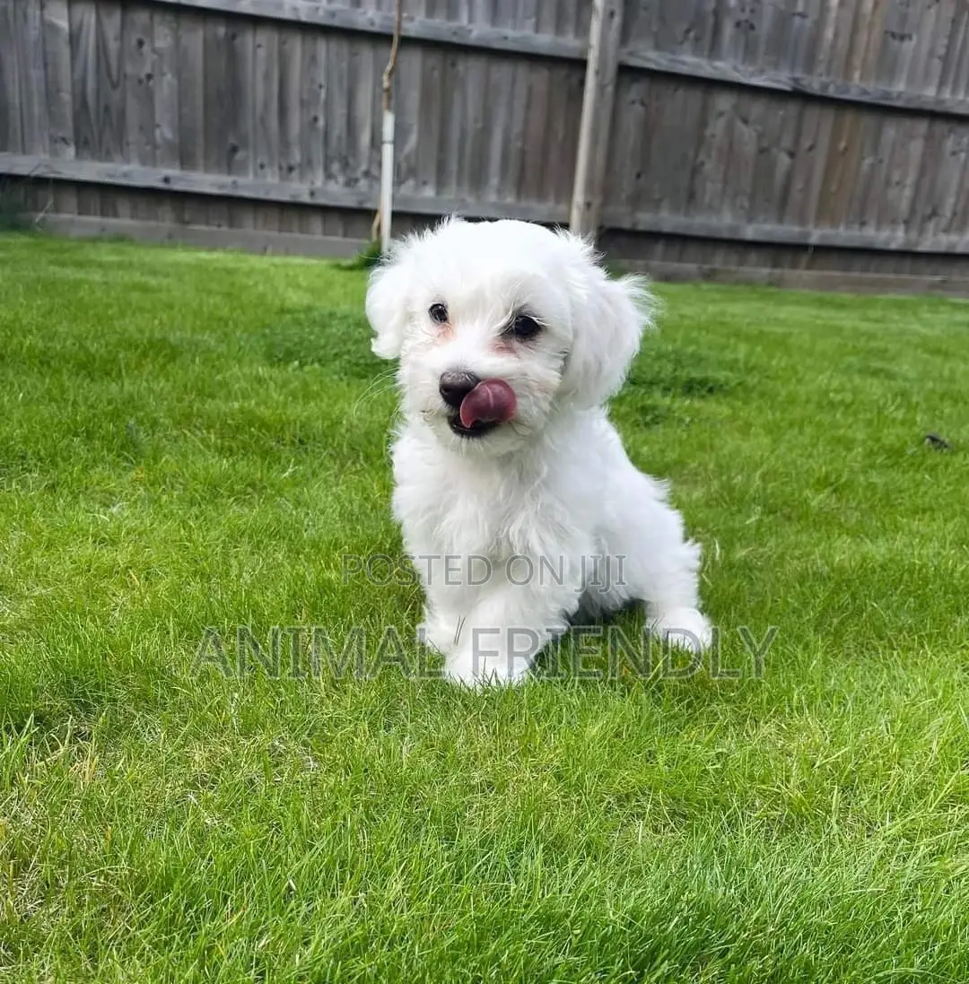 1-3 months Female Purebred Poodle