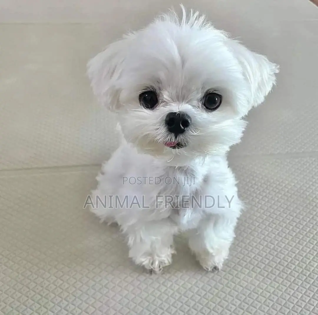 1-3 months Male Purebred Maltese