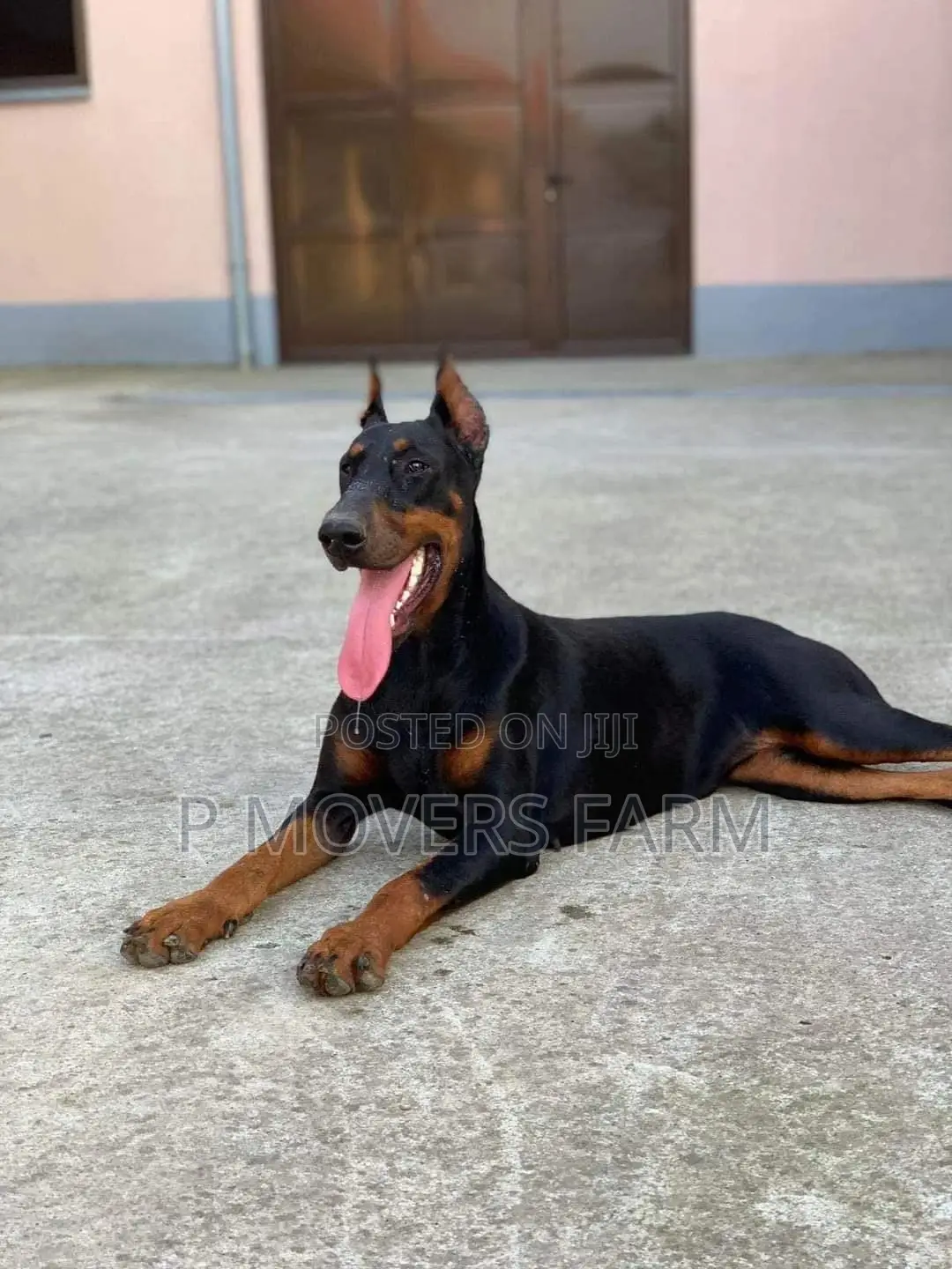 1-3 months Male Purebred Doberman Pinscher