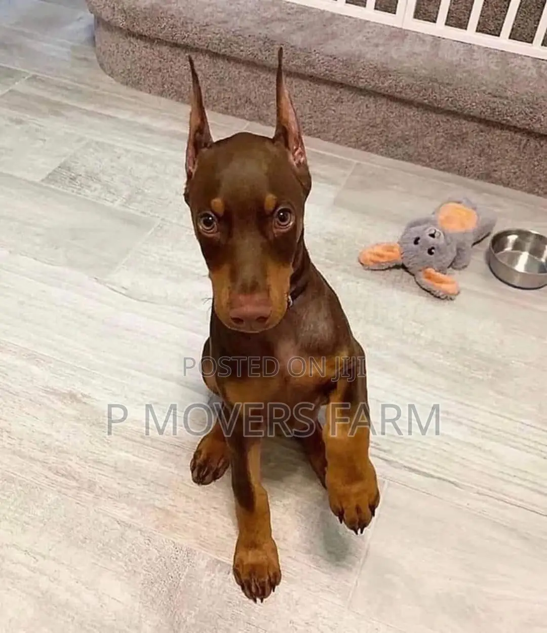 1-3 months Female Purebred Doberman Pinscher
