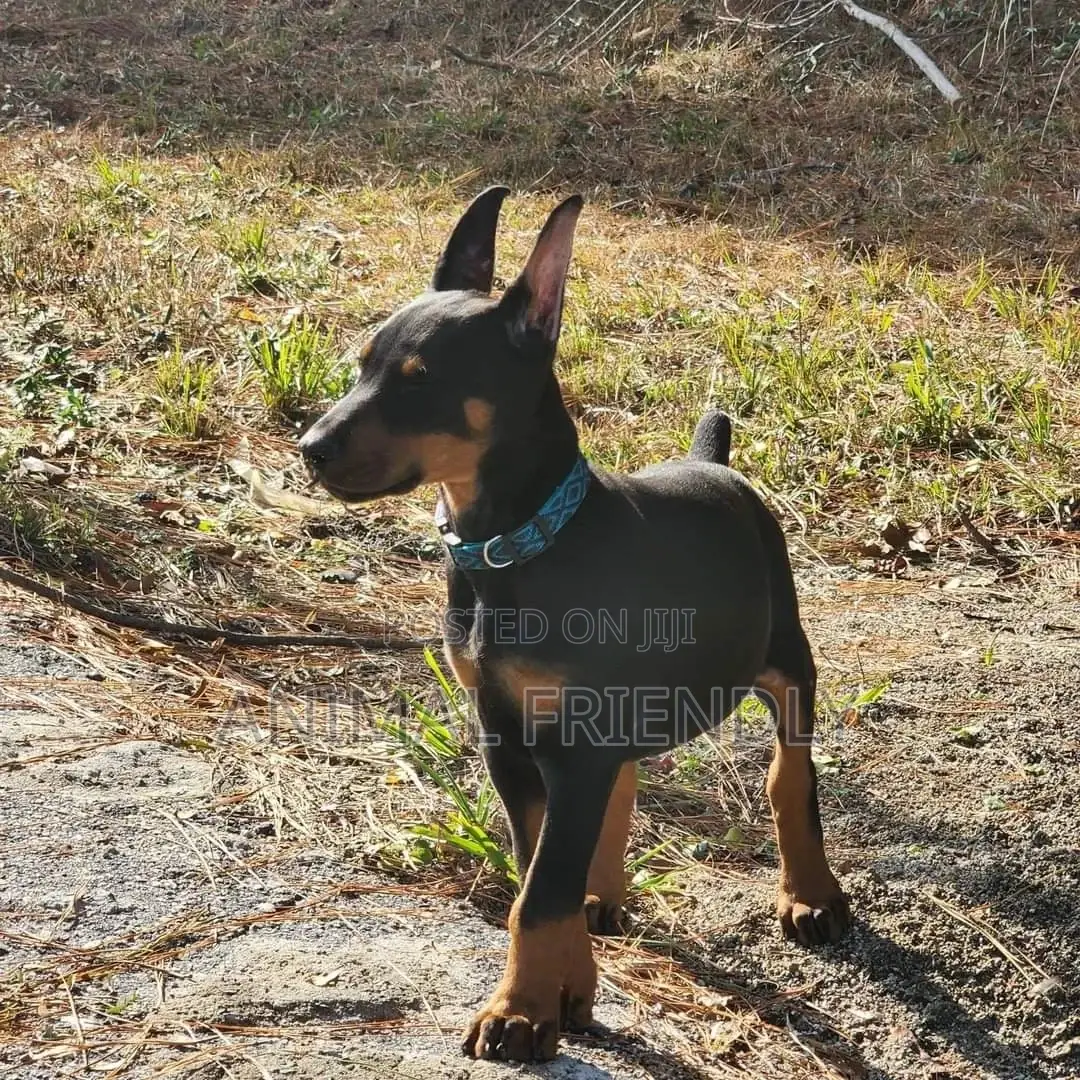 1-3 months Female Purebred Doberman Pinscher