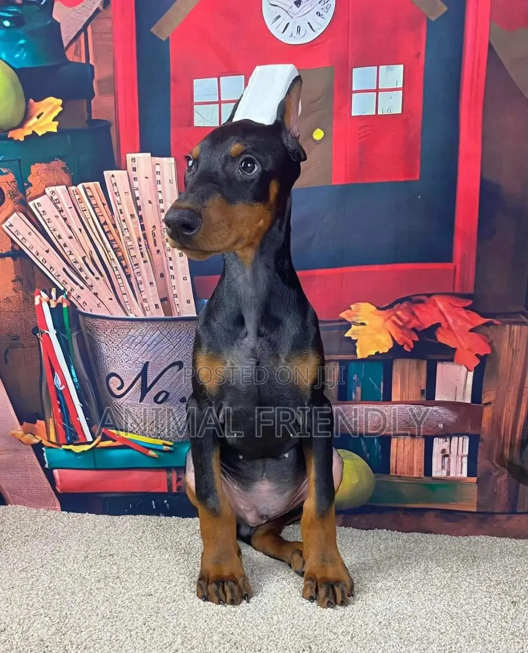 1-3 months Female Purebred Doberman Pinscher