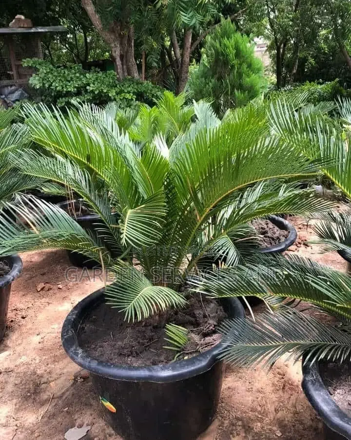 Sago Palm for Sale