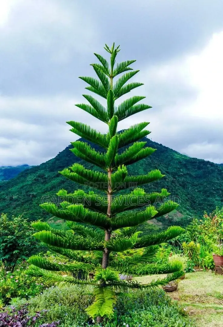 Arecaria for Sale