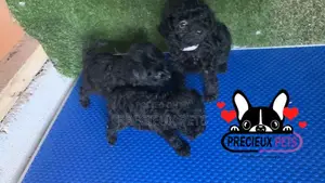 1-3 months Female Purebred Poodle
