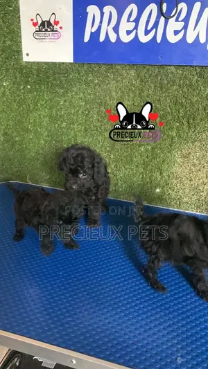 1-3 months Female Purebred Poodle