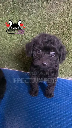 1-3 months Female Purebred Poodle