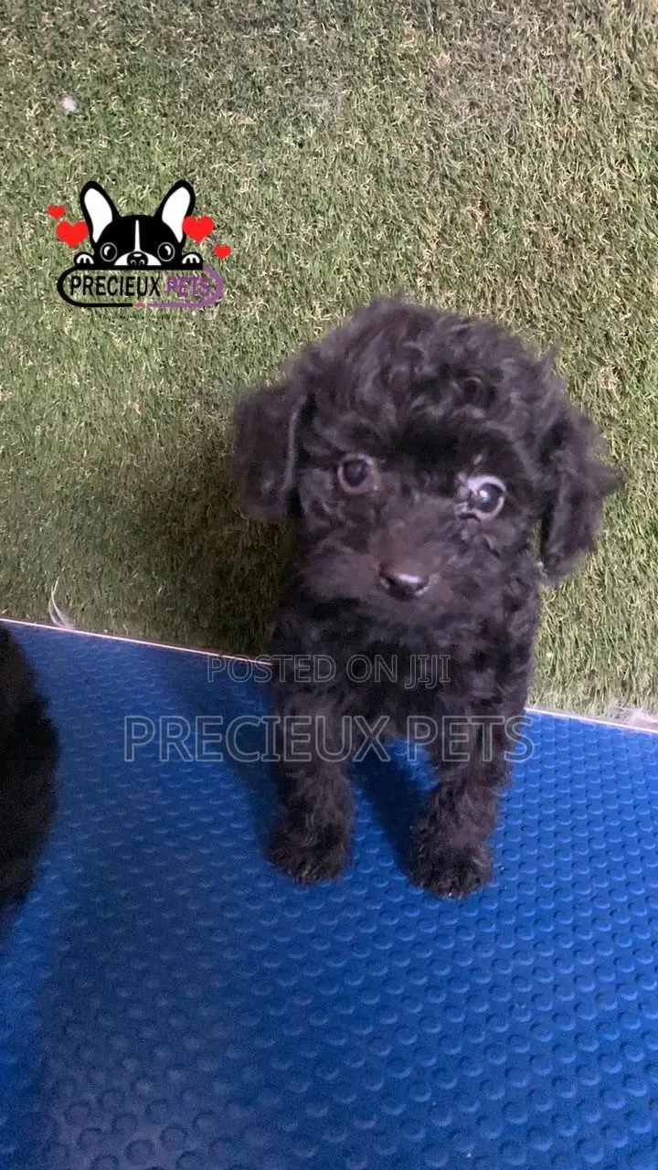 1-3 months Female Purebred Poodle