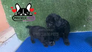 1-3 months Female Purebred Poodle
