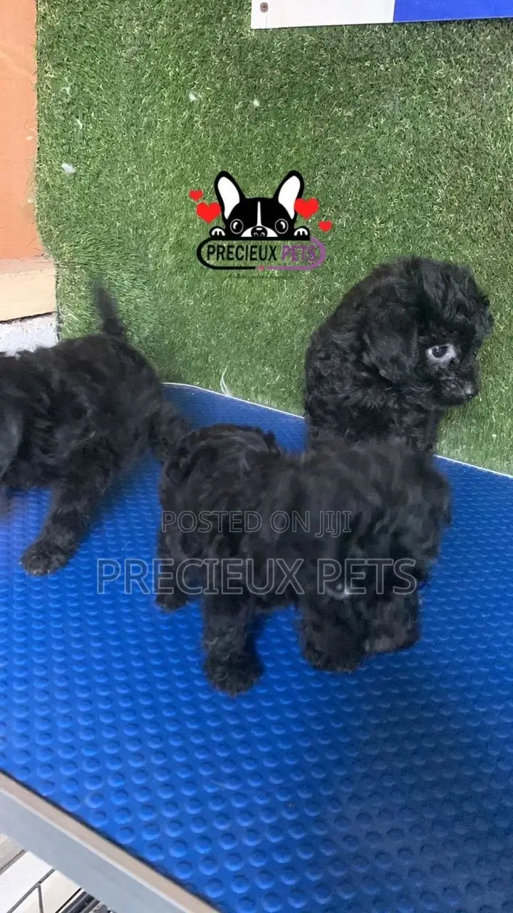 1-3 months Female Purebred Poodle