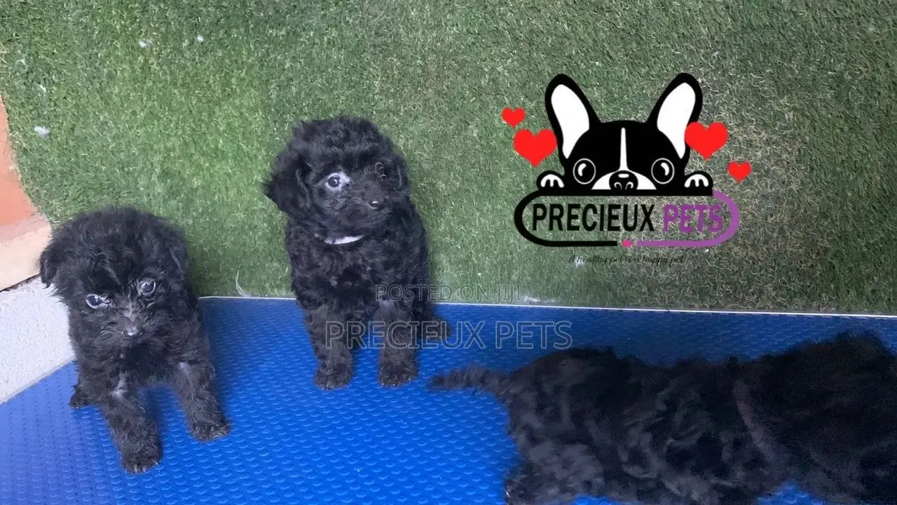 1-3 months Female Purebred Poodle