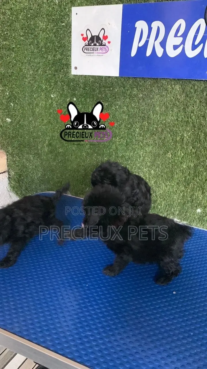 1-3 months Female Purebred Poodle