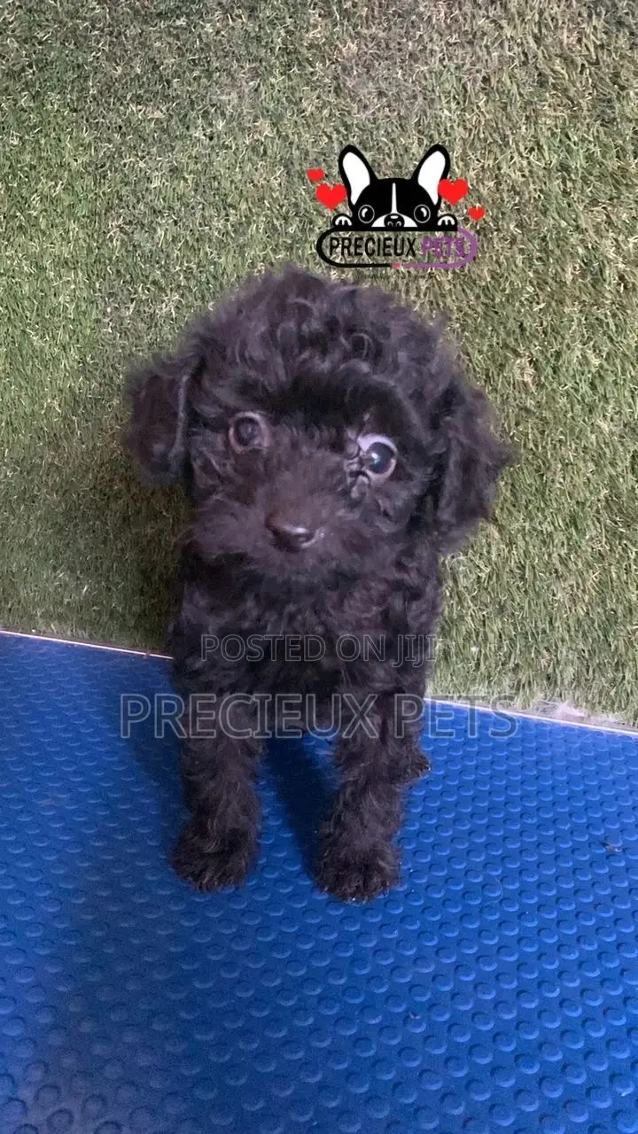 1-3 months Female Purebred Poodle