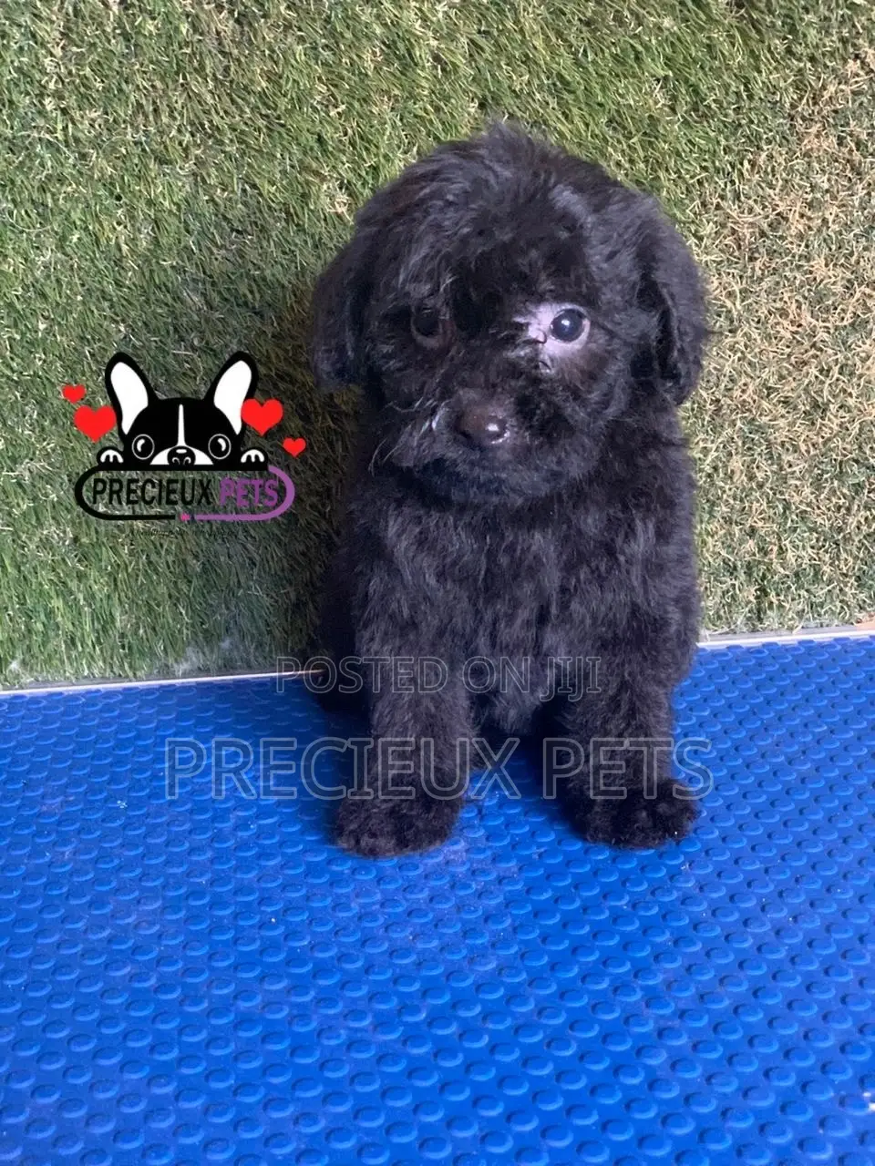 1-3 months Female Purebred Poodle