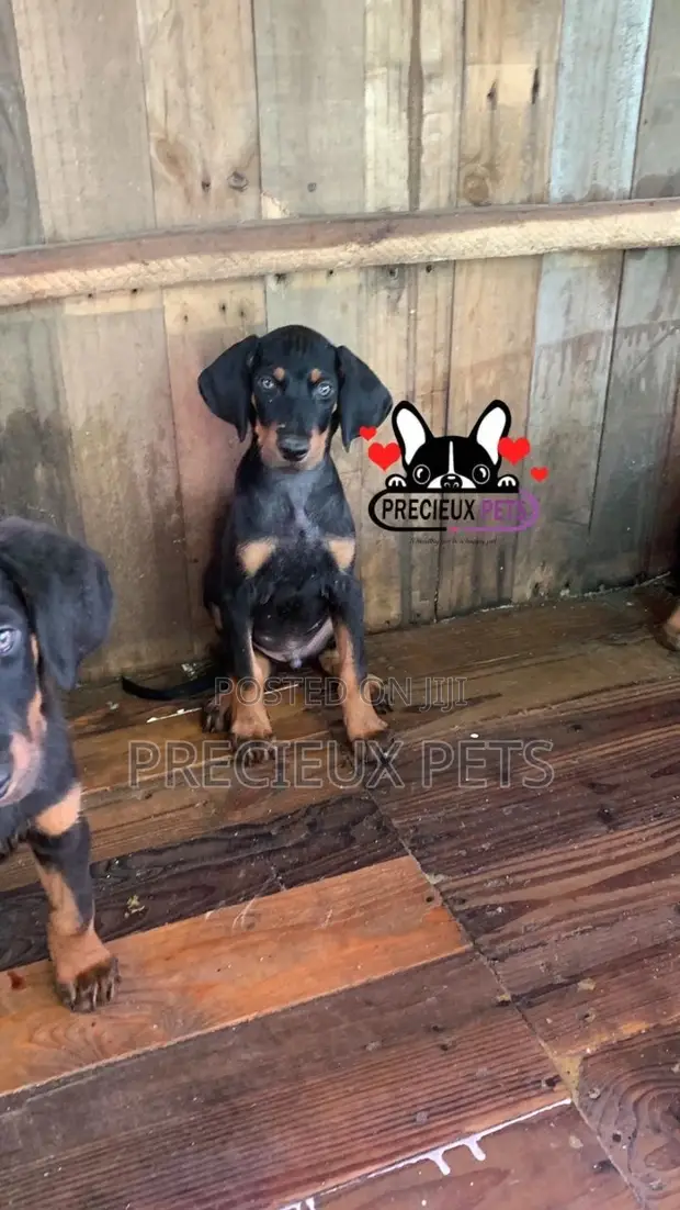 1-3 months Female Purebred Doberman Pinscher in Greater Accra