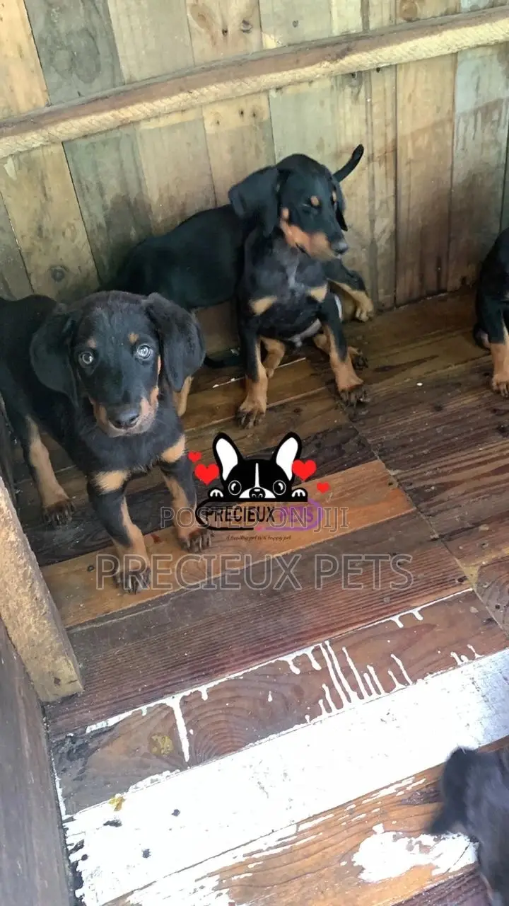 1-3 months Female Purebred Doberman Pinscher