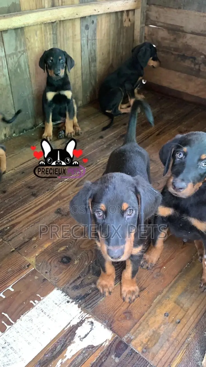 1-3 months Female Purebred Doberman Pinscher