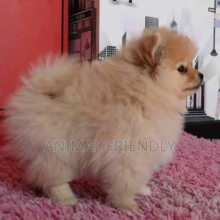 1-3 months Male Purebred Pomeranian